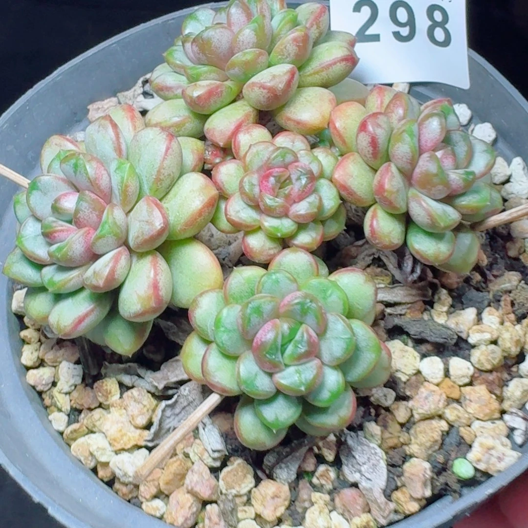 葡萄老桩            精美多肉植物