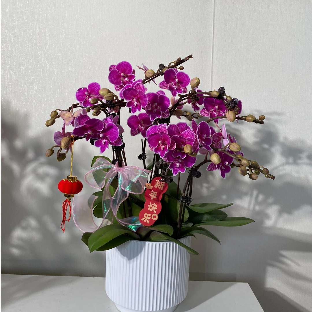 【小红豆蝴蝶兰】 蝴蝶兰高雅别致好养易活放