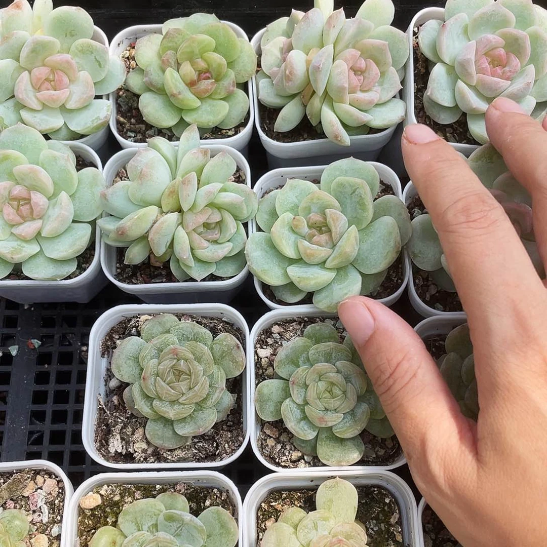 梦幻泡影盆2个满25包邮