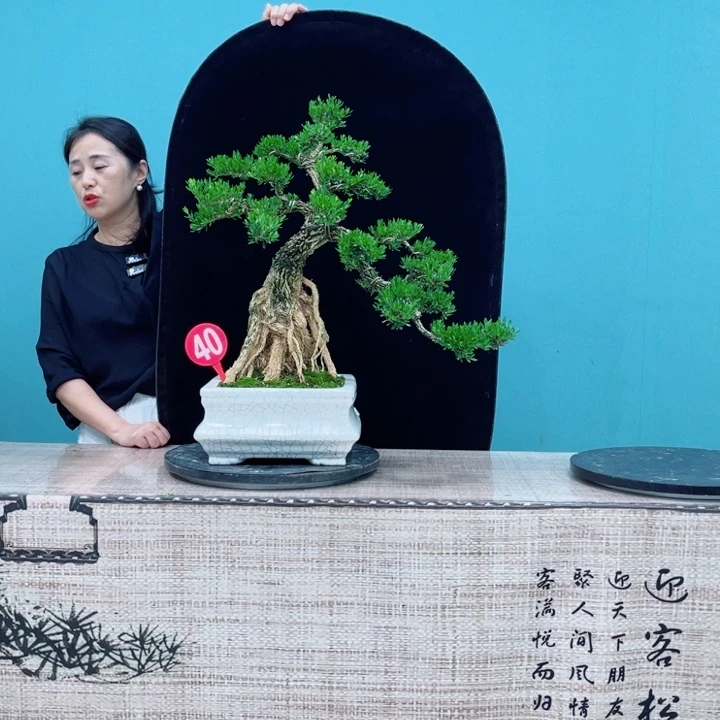 丹***室无花朵广东雀舌黄杨