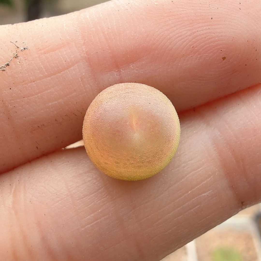 2.3.12/紫皮拉登/多肉植物