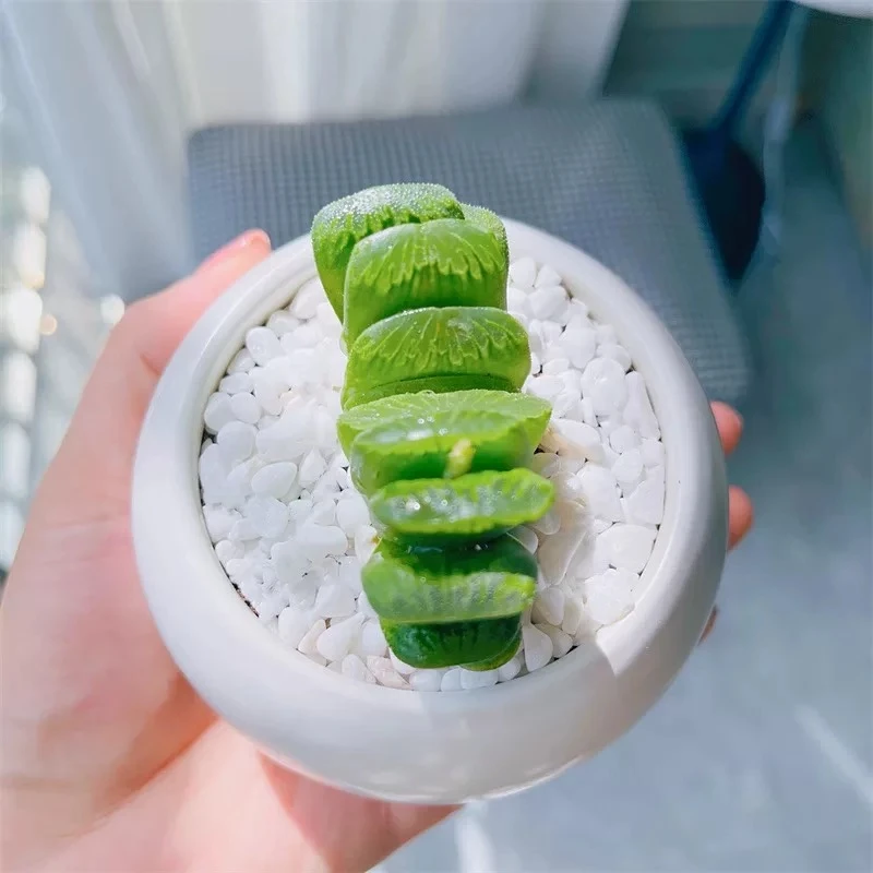 玉扇一一仙人球开花局美皮实好养多肉植物广东可以露养实生