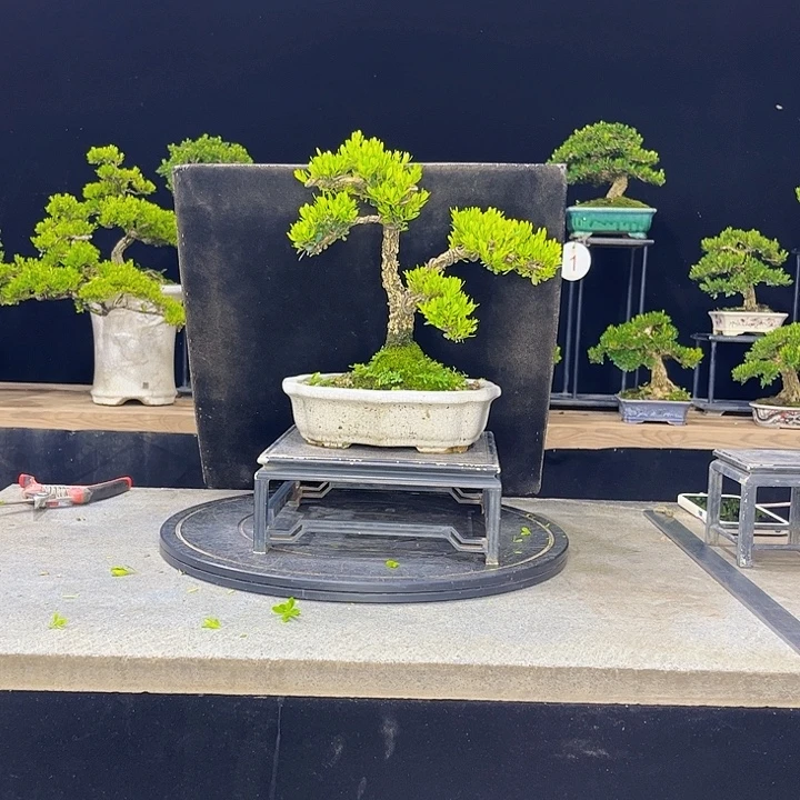 无花朵黄杨盆景四季常绿不落叶