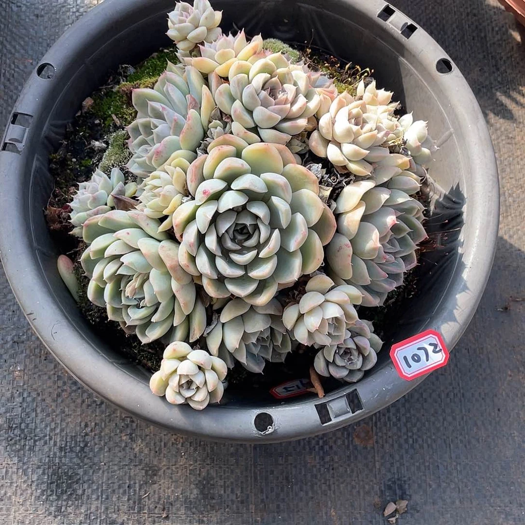 1072杏普什 一物一拍多肉