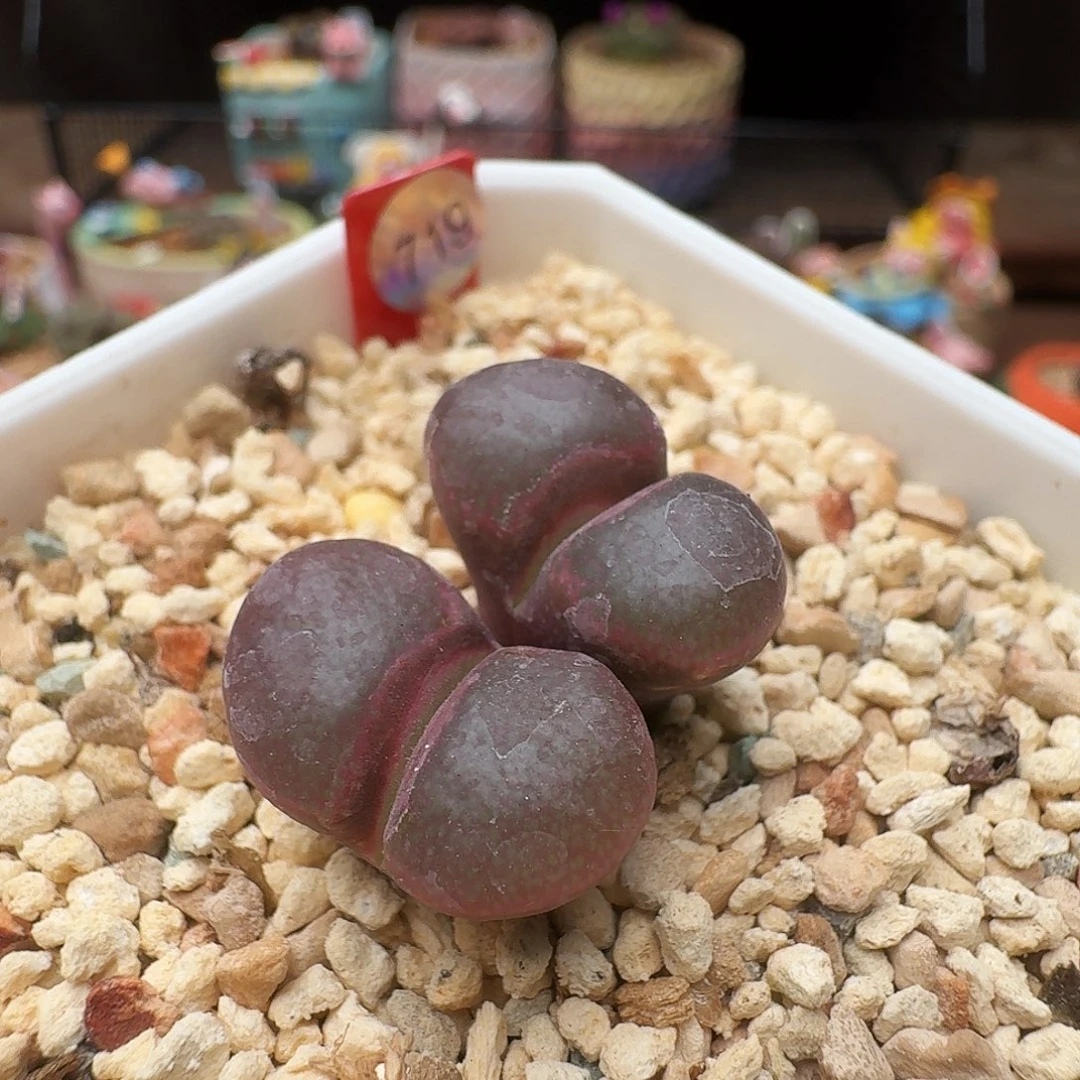 多肉植物福利风铃719