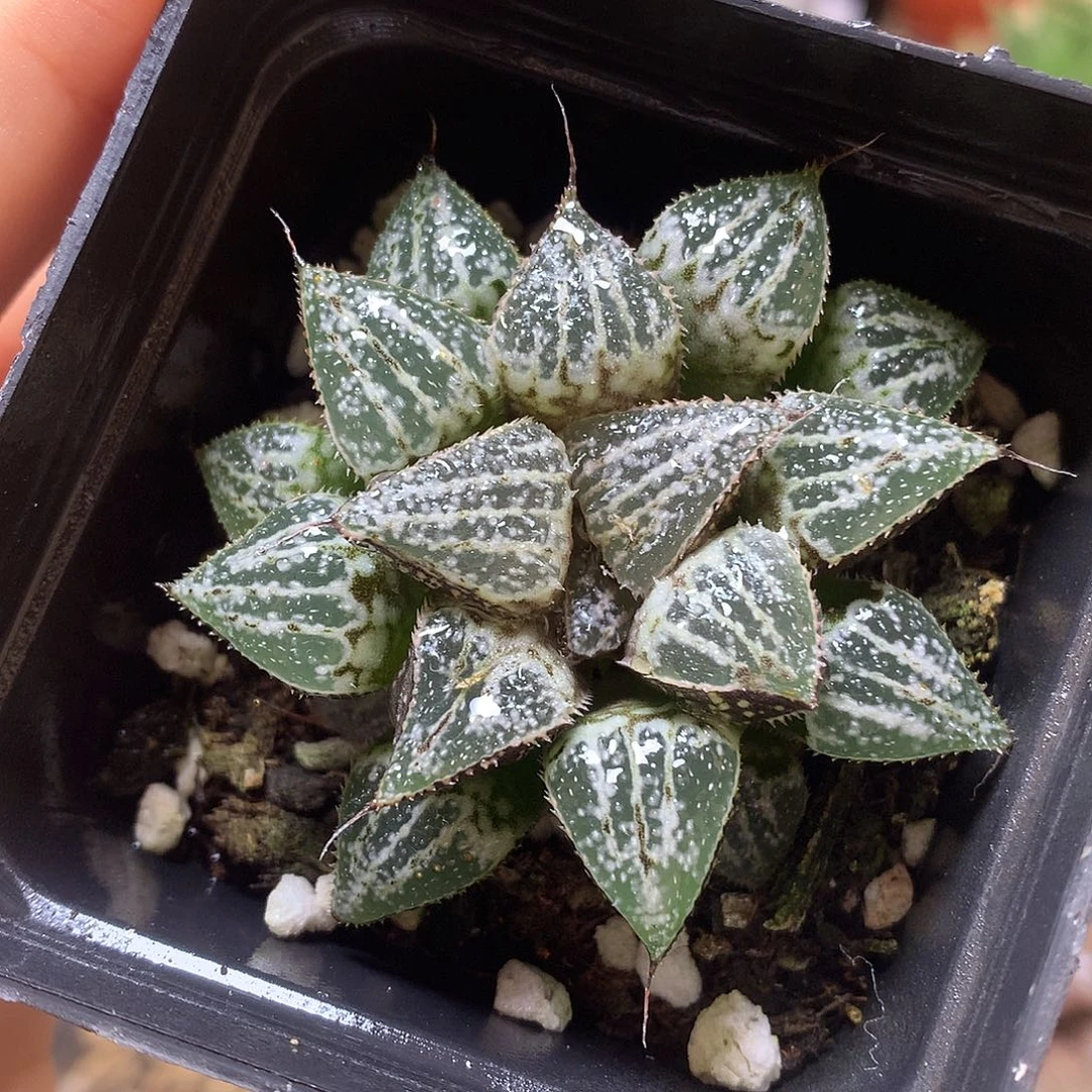 雪景色带盆土woozzyyyxy