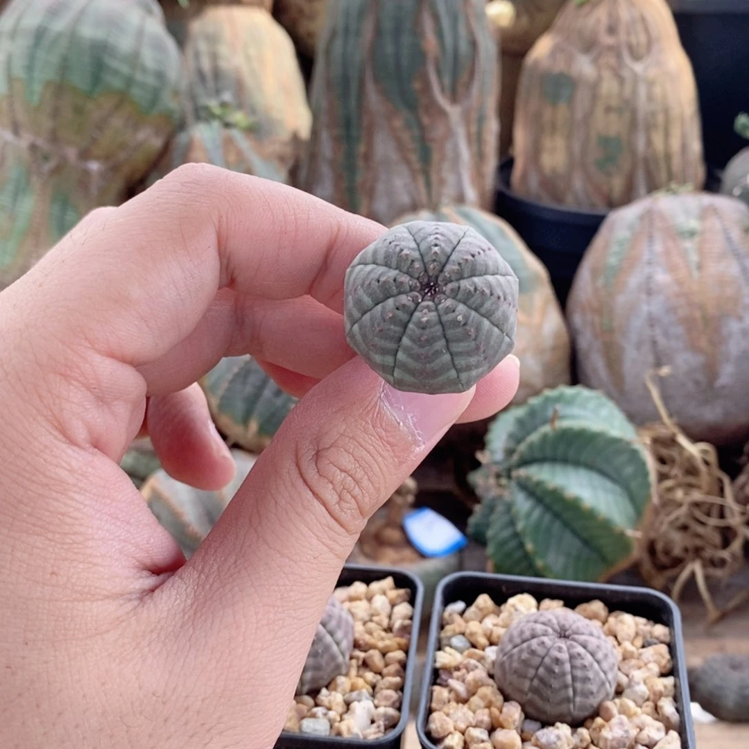 欧系实生布纹球多肉植物