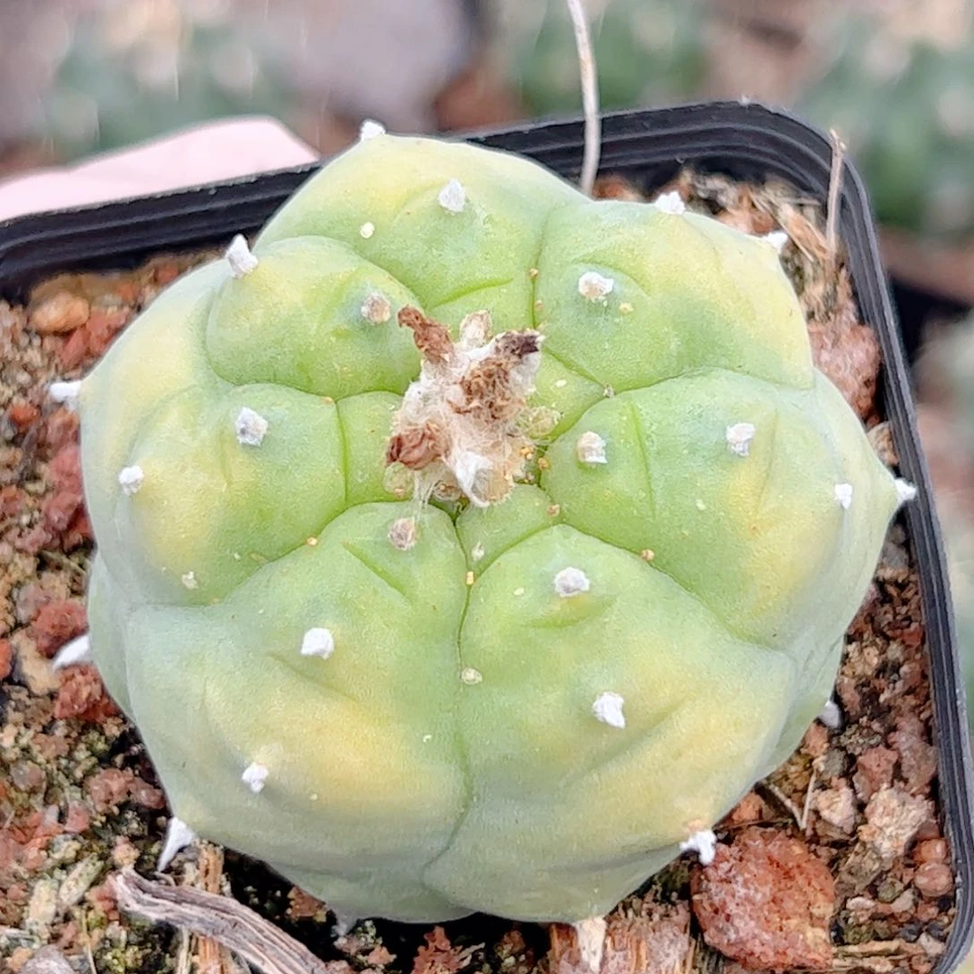 黄体肋骨乌自根仙人球