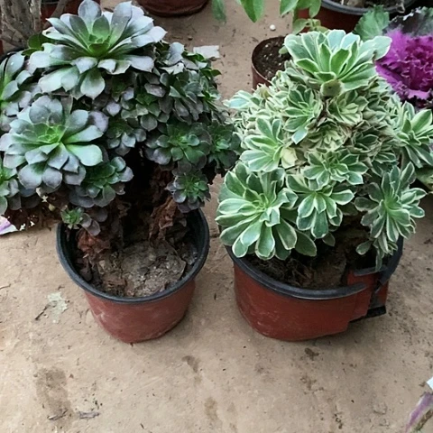 2棵玫瑰玫瑰玫瑰