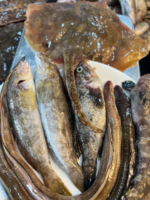 大连岛里野生杂半鱼4斤 顺丰包邮