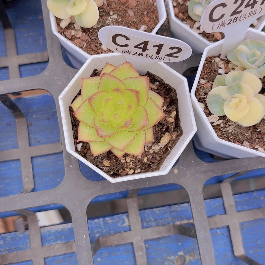 C412琥珀珍妮一物一拍
