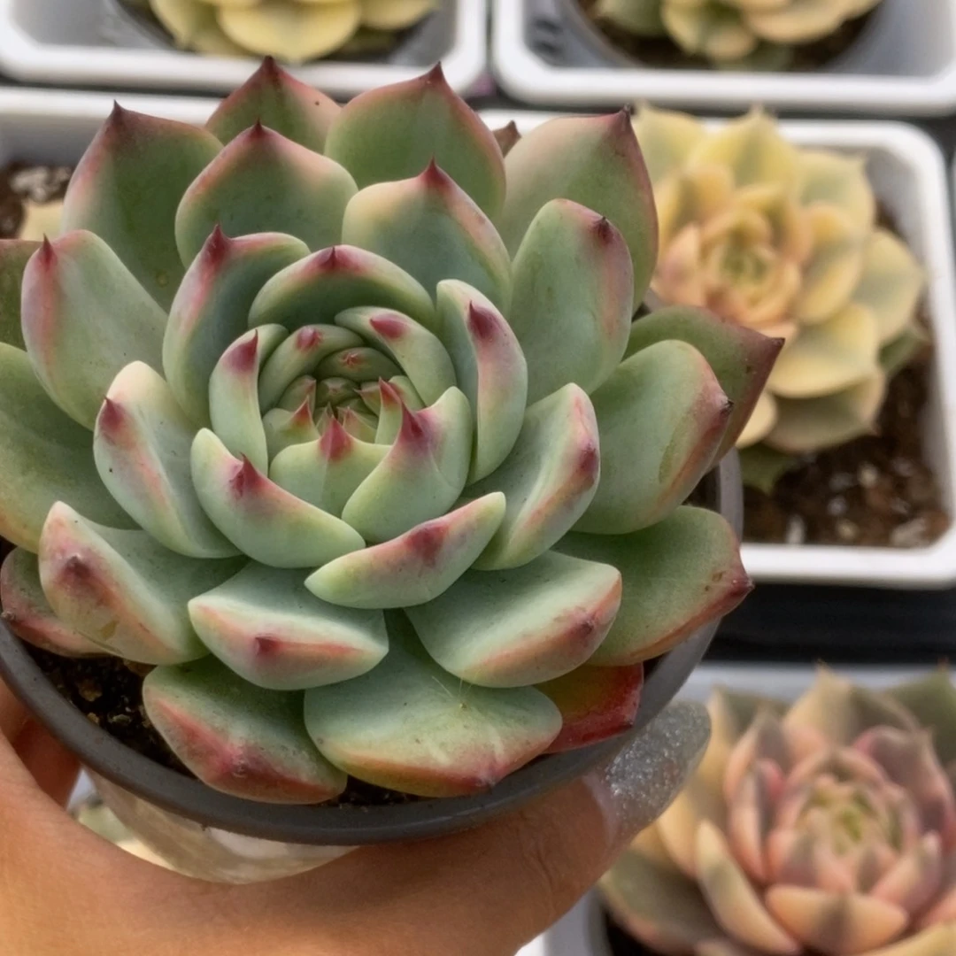 094锦锦锦锦锦锦锦锦锦