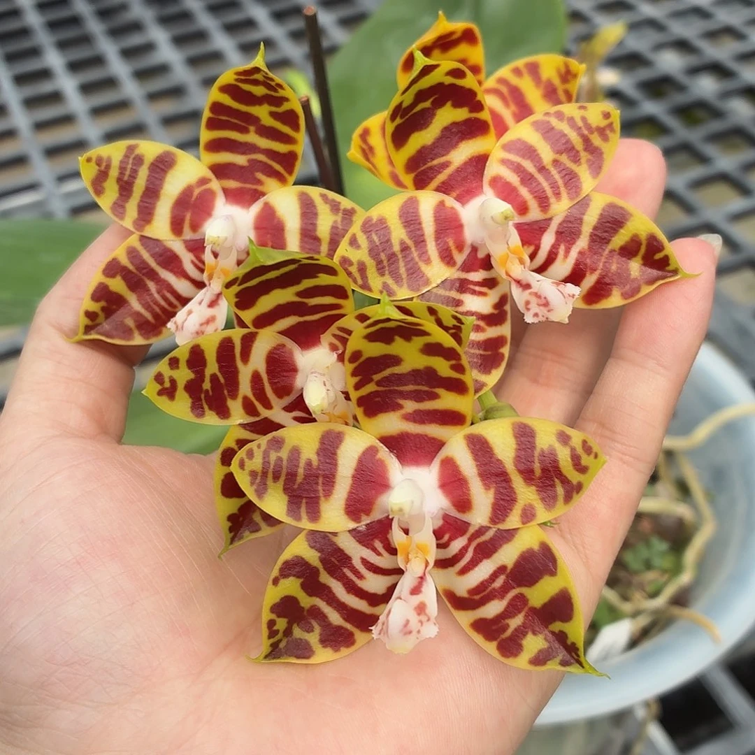 当前无花朵，栽培后可花朵A1829