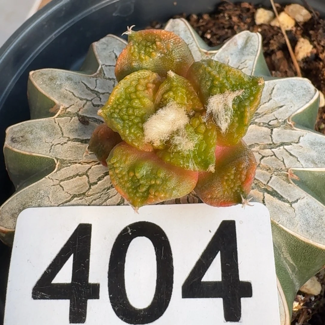 【闪购商品】404.405.706三颗牡丹