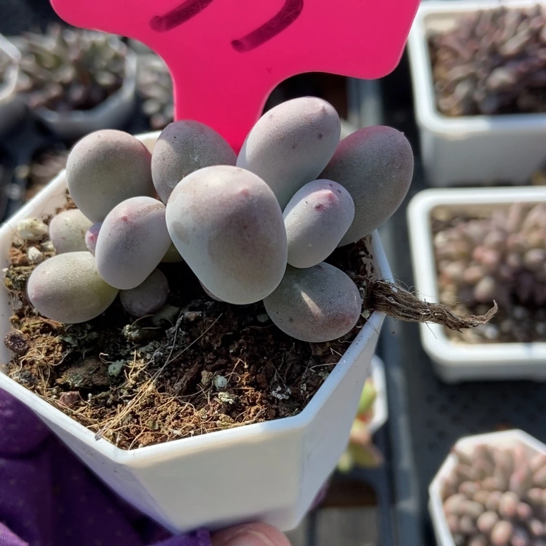 33米可奶多肉植物