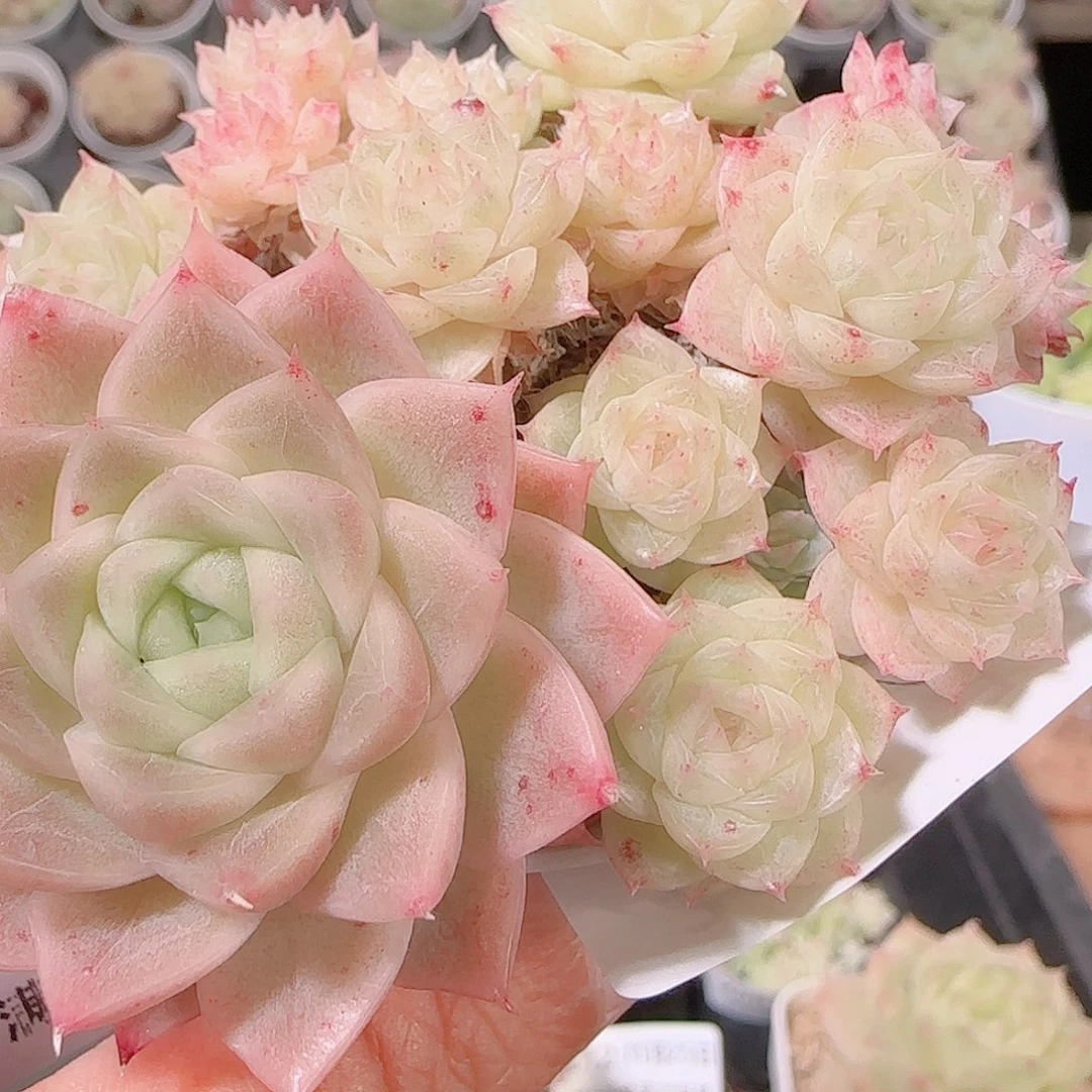 a***a花语逸镜1125-220散