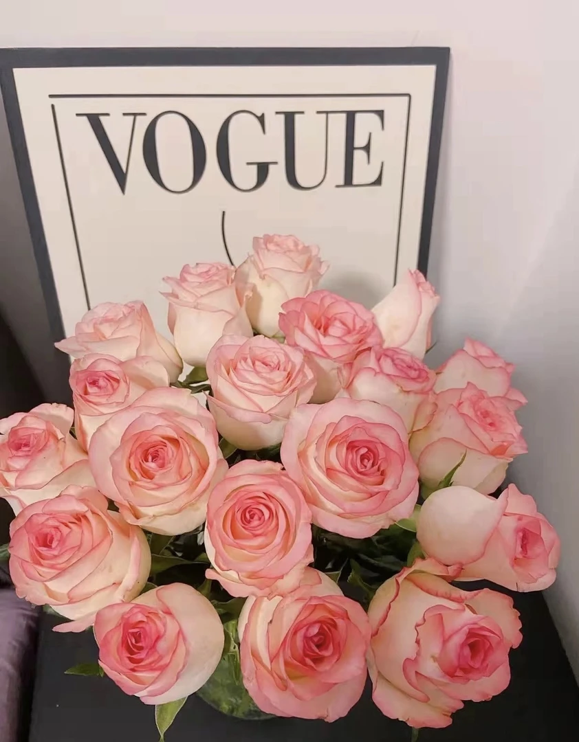 艾莎月季玫瑰鲜花灌木切花大花高杯花型耐寒耐热阳台庭院