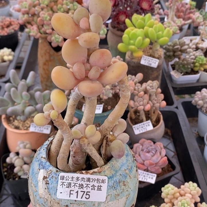 蛋黄奶老桩散拼175多肉植物