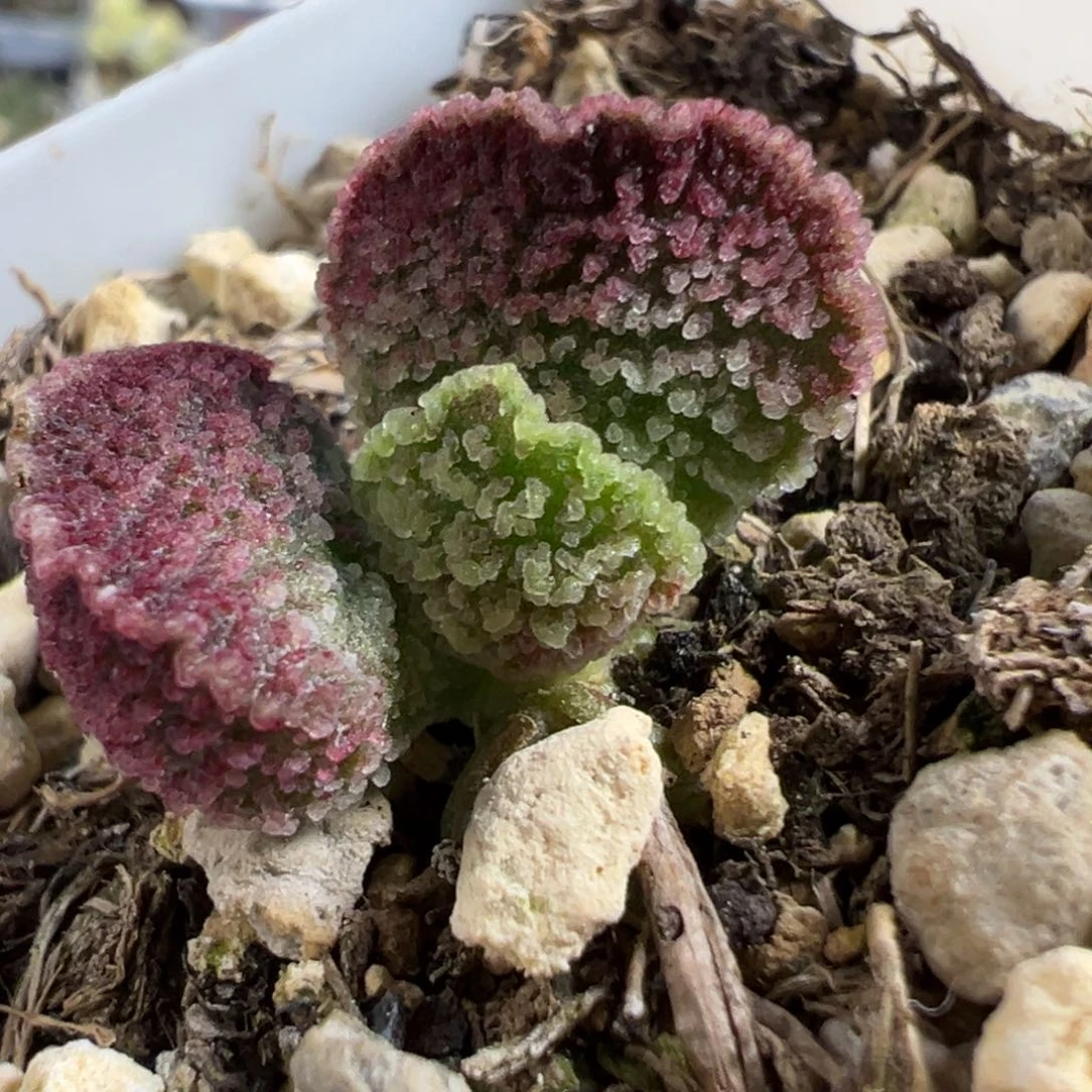 深****舞实生新品多肉植物水泡多肉植物