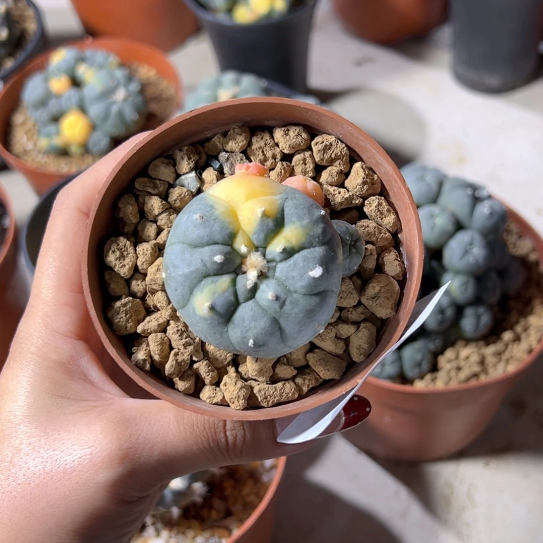 迷*m568迷雾专拍带盆