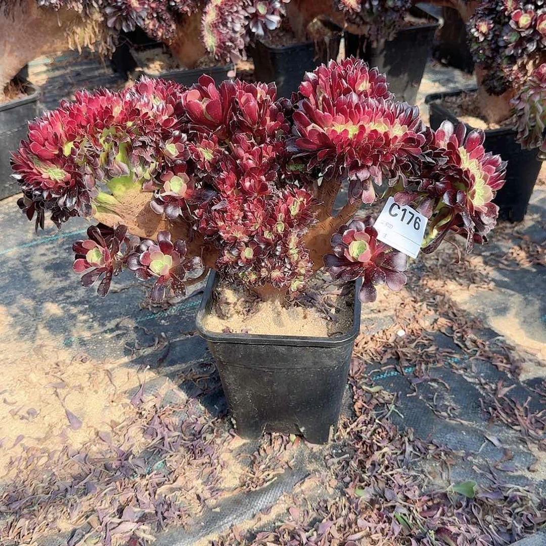 176欧紫一颗呀呀