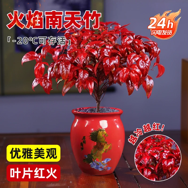 【越冷越红】火焰南天竹植物书房绿植桌面盆栽好养易活禅意创意盆
