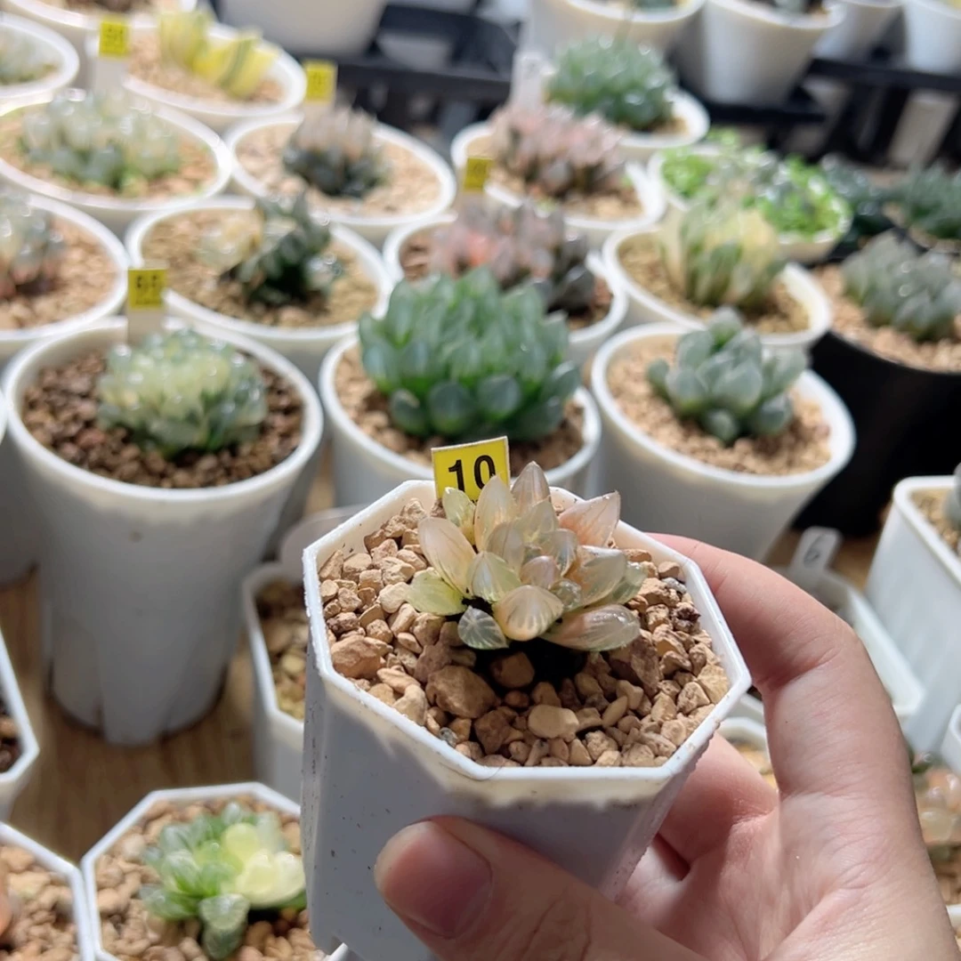 糊斑玫瑰金锦多肉