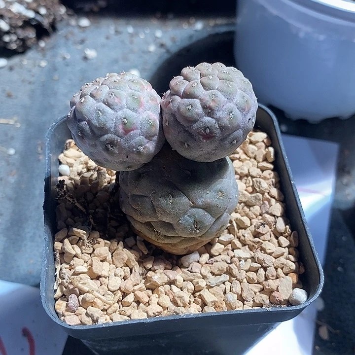 12321。 实生习志野。