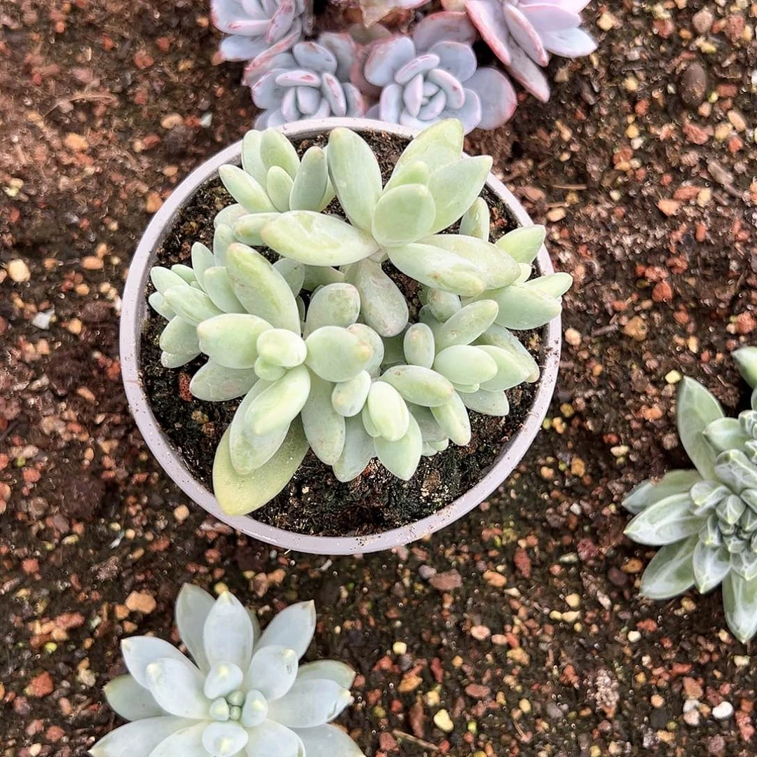 【闪购商品】白兰地群