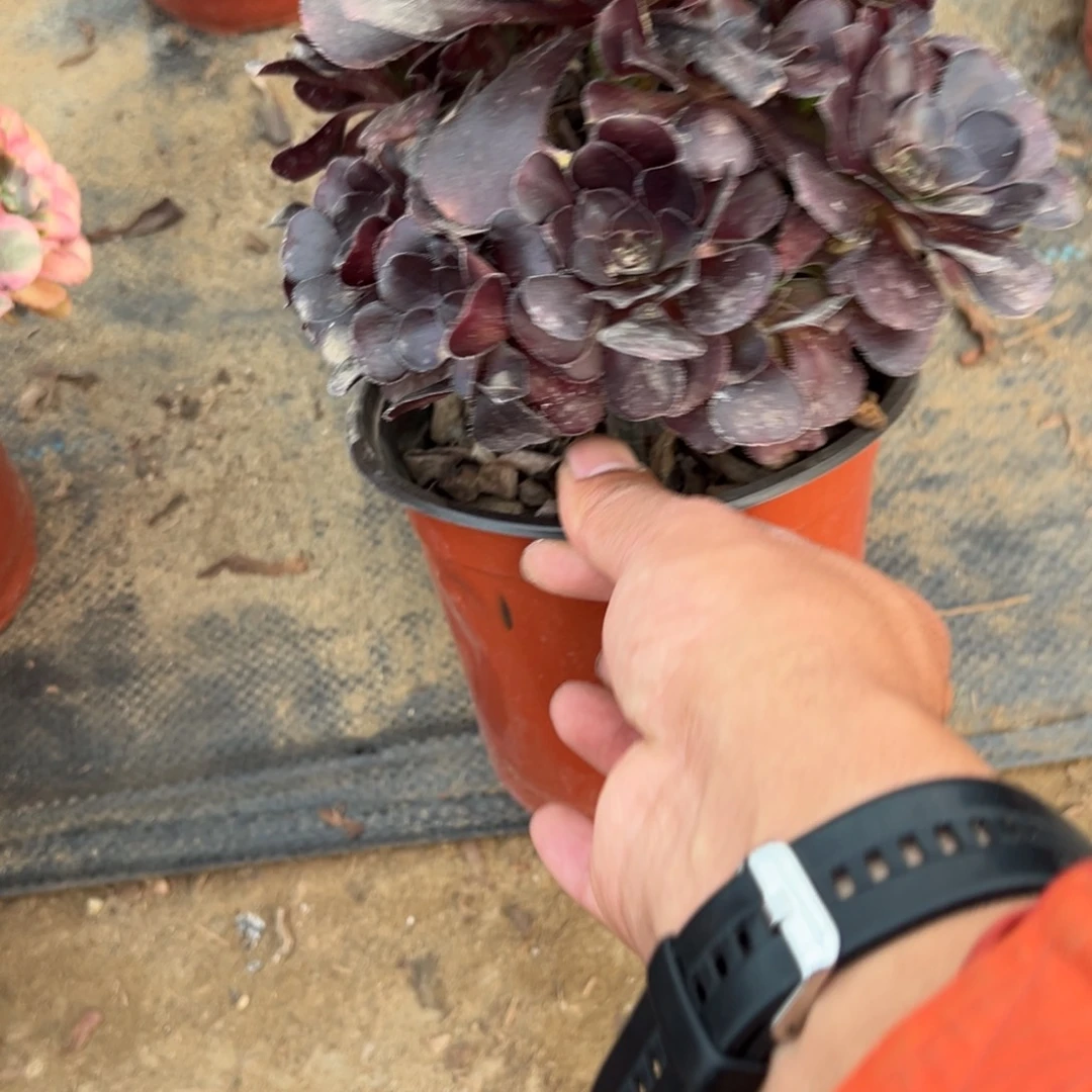 152黑玫瑰多肉植物法师多肉