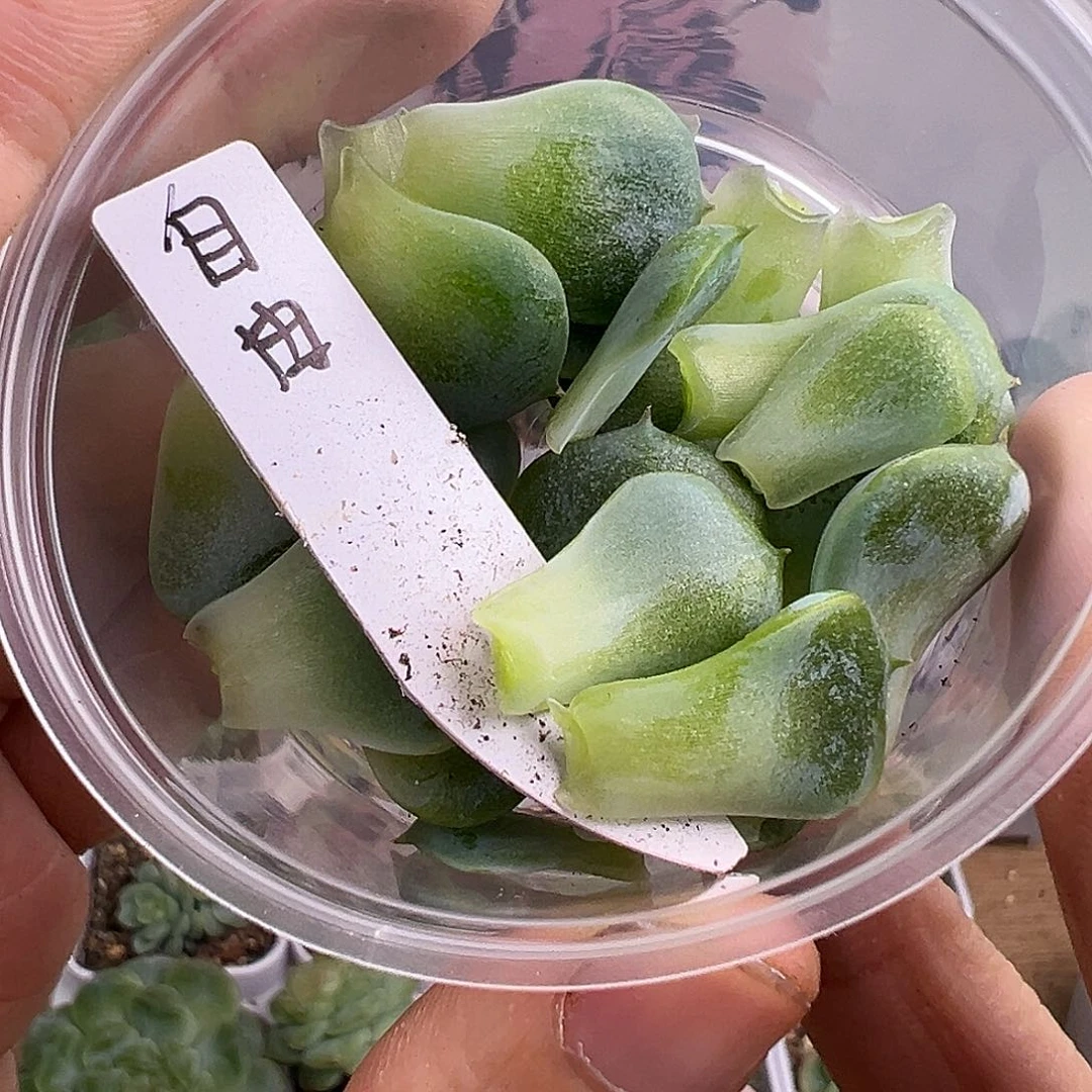 珍妮多肉叶子一物一拍