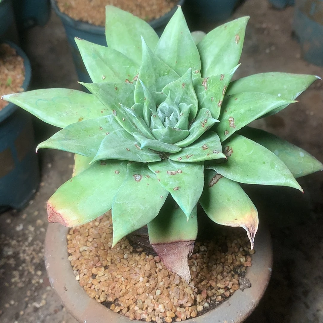 1909绿雪山仙女杯