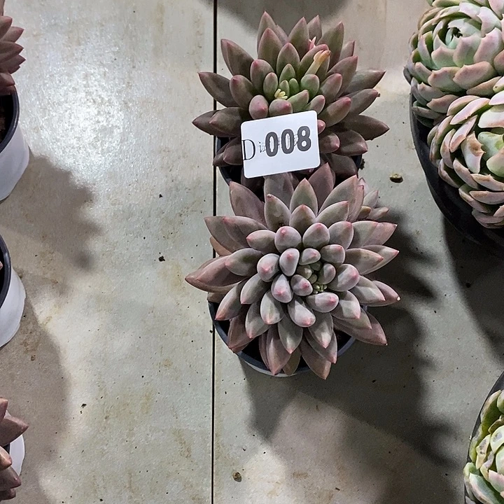 破***茧008虞美人多肉植物2颗