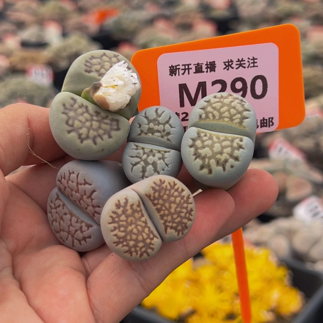 290 一物一拍，默认有伤，介意勿拍，不退不换