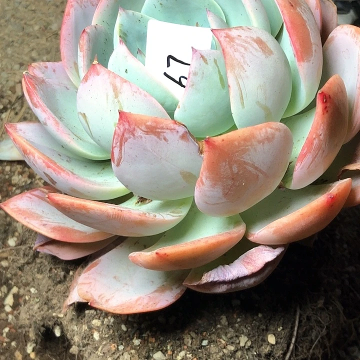 G*权67////////////////