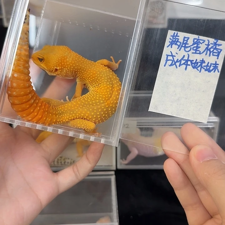 豹纹守宫满尾蜜橘，成体妹妹