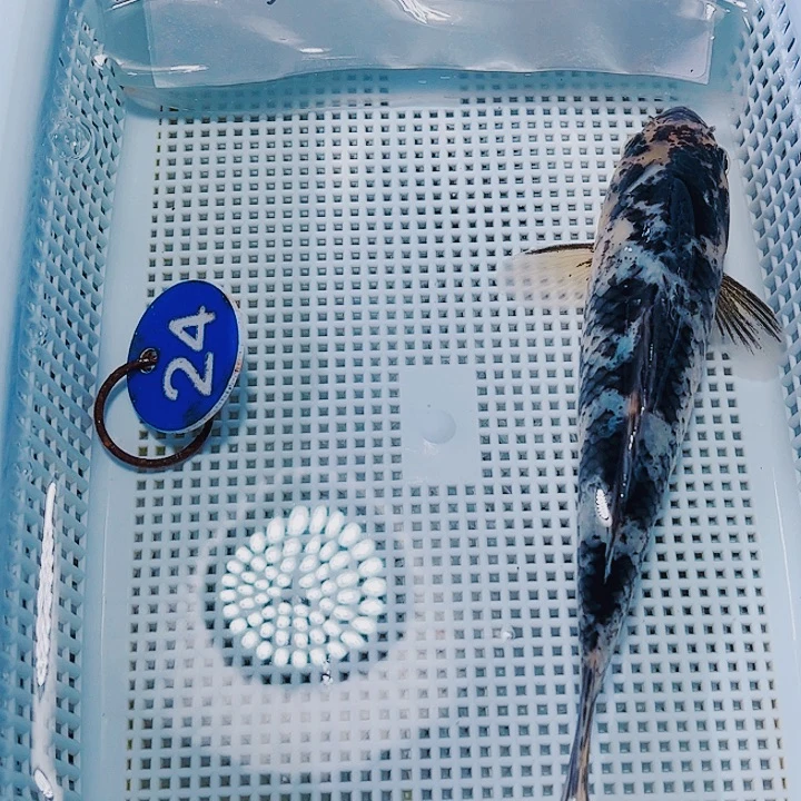 海水鱼锦鲤观赏鱼24