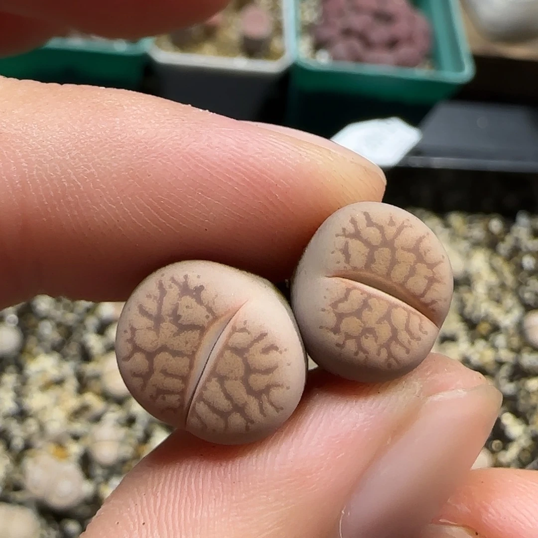 11.20。   一箭之遥。  2029