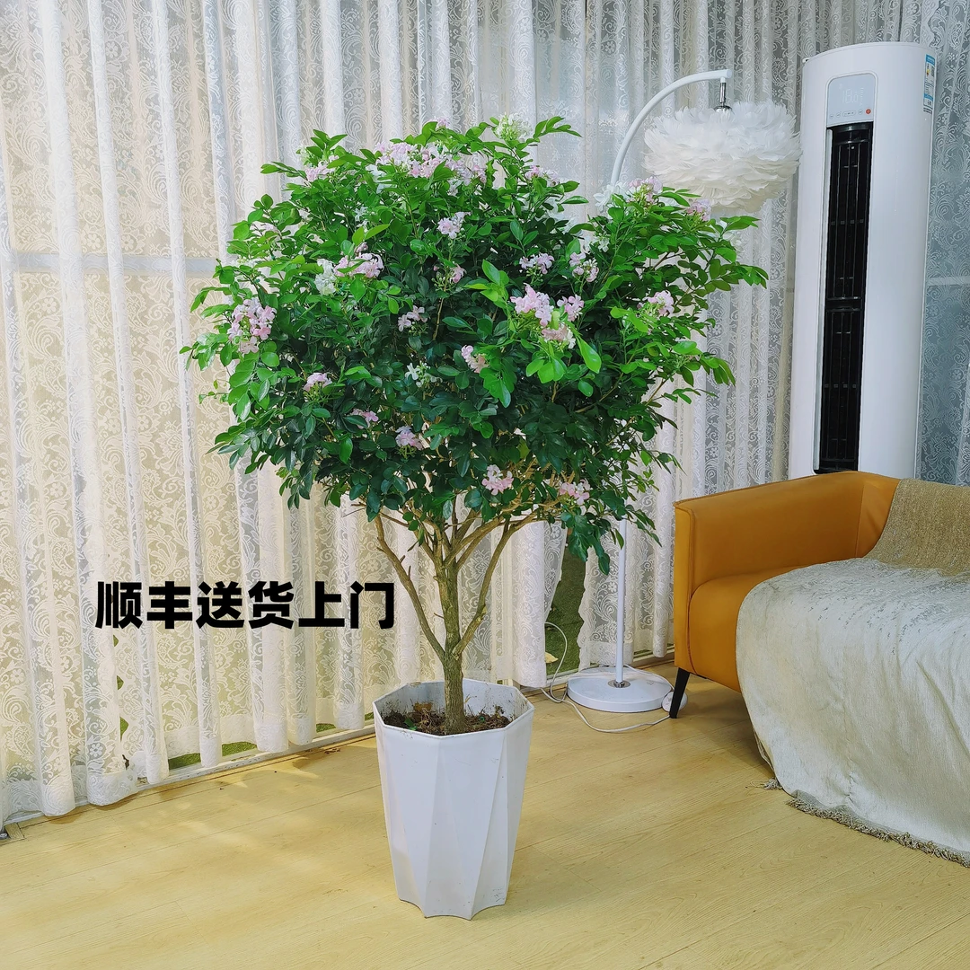 带花苞五年老桩苗1.2-1.3米九里香棒棒糖开花驱蚊植物