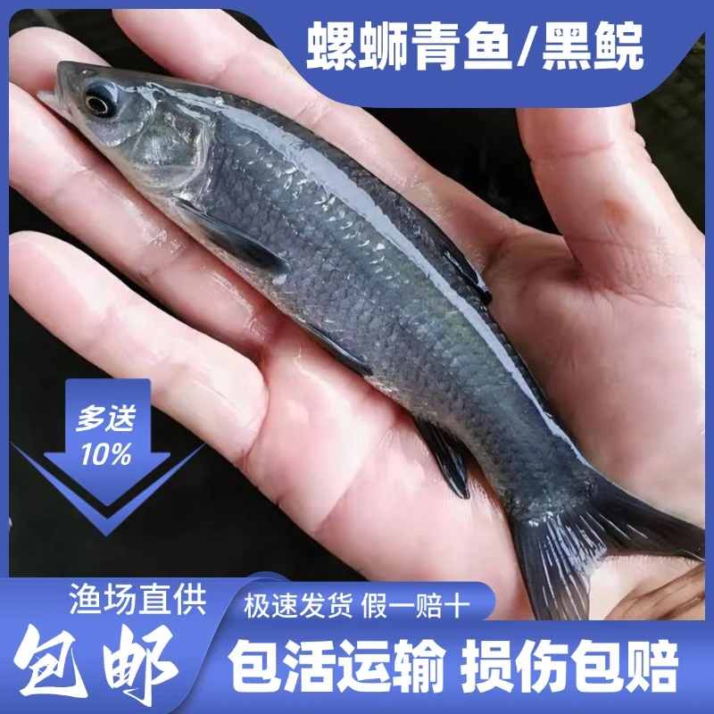 螺蛳青鱼苗 淡水养殖 广东黑皖鱼7-15公分正宗青鱼鱼塘混养