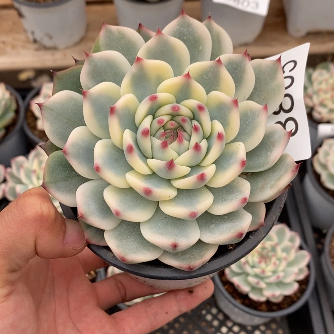 吉娃娃锦多肉植物8805
