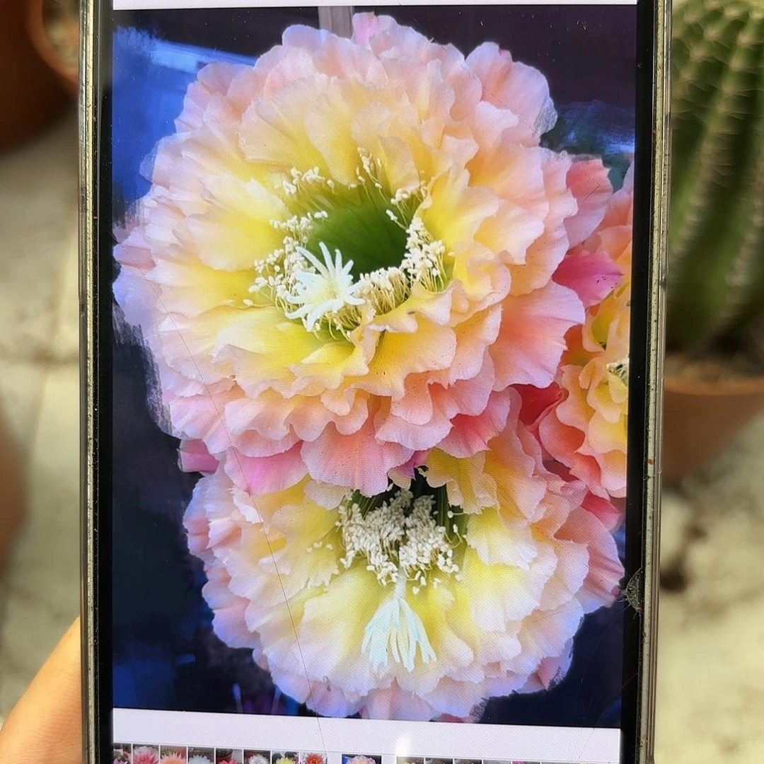 毛花柱4.5-5公分左右