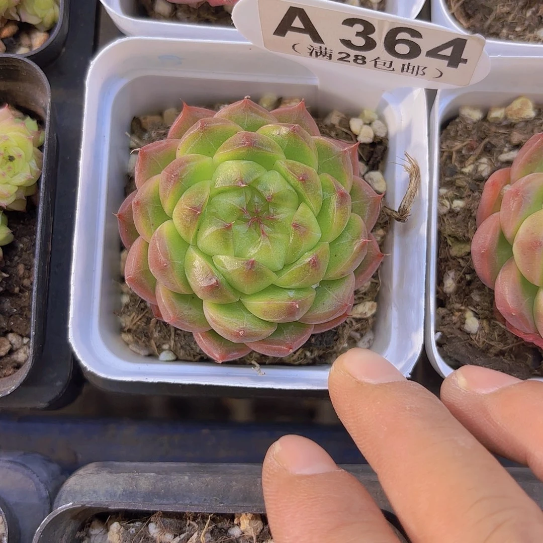 A364青姬一物一拍