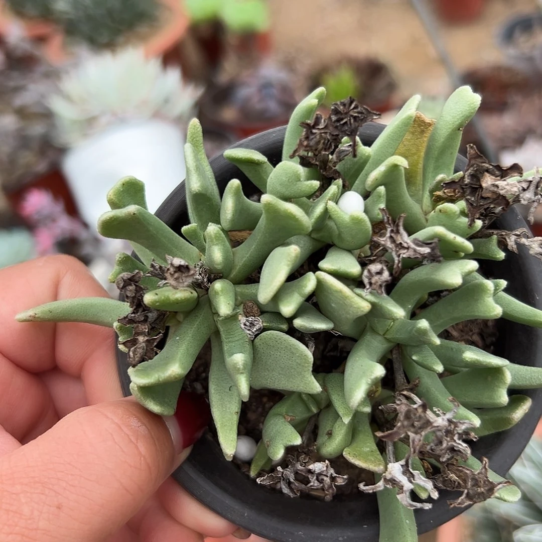 多肉植物多肉植物