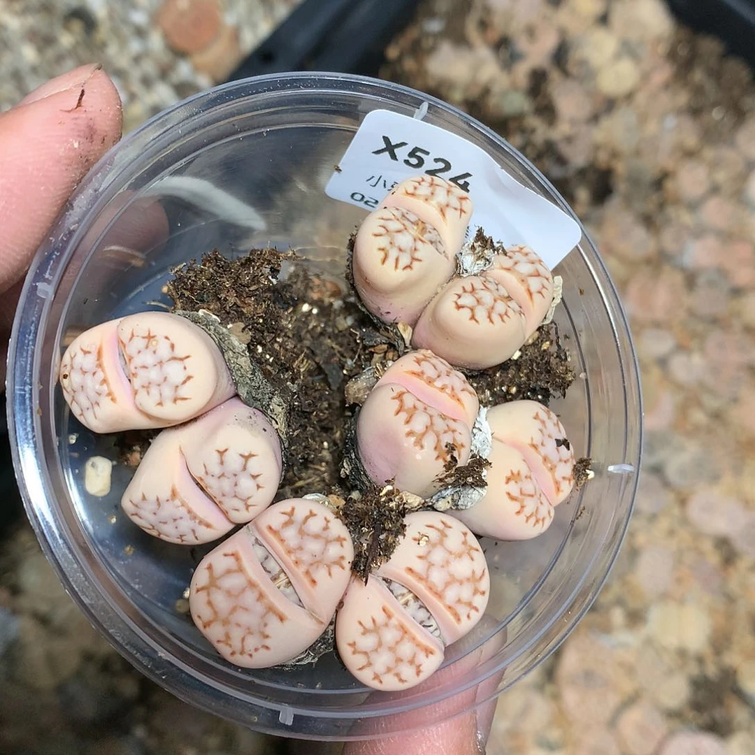 淼*X524多肉植物保护