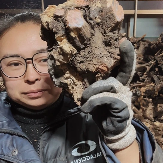 香榧木听*火琉璃的毛料摆件