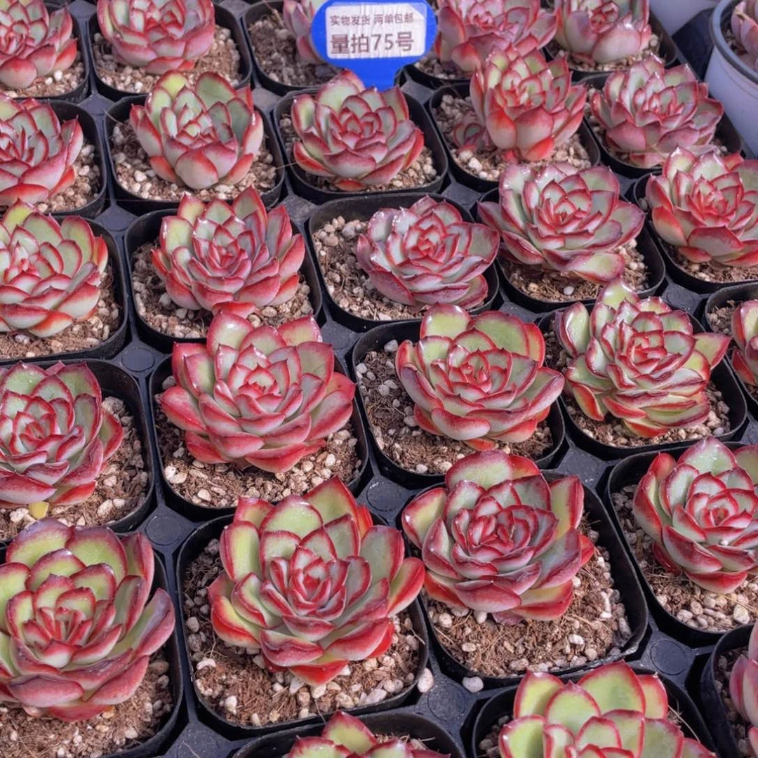 量拍75号 肉酱玫瑰单头2个