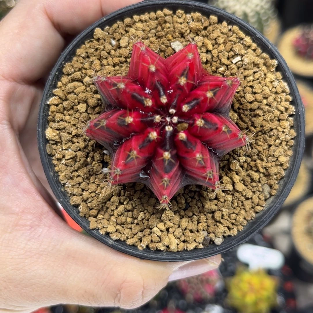 血腥玛丽————————