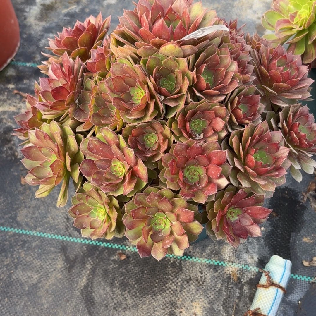 988红魔服务肉植物福利