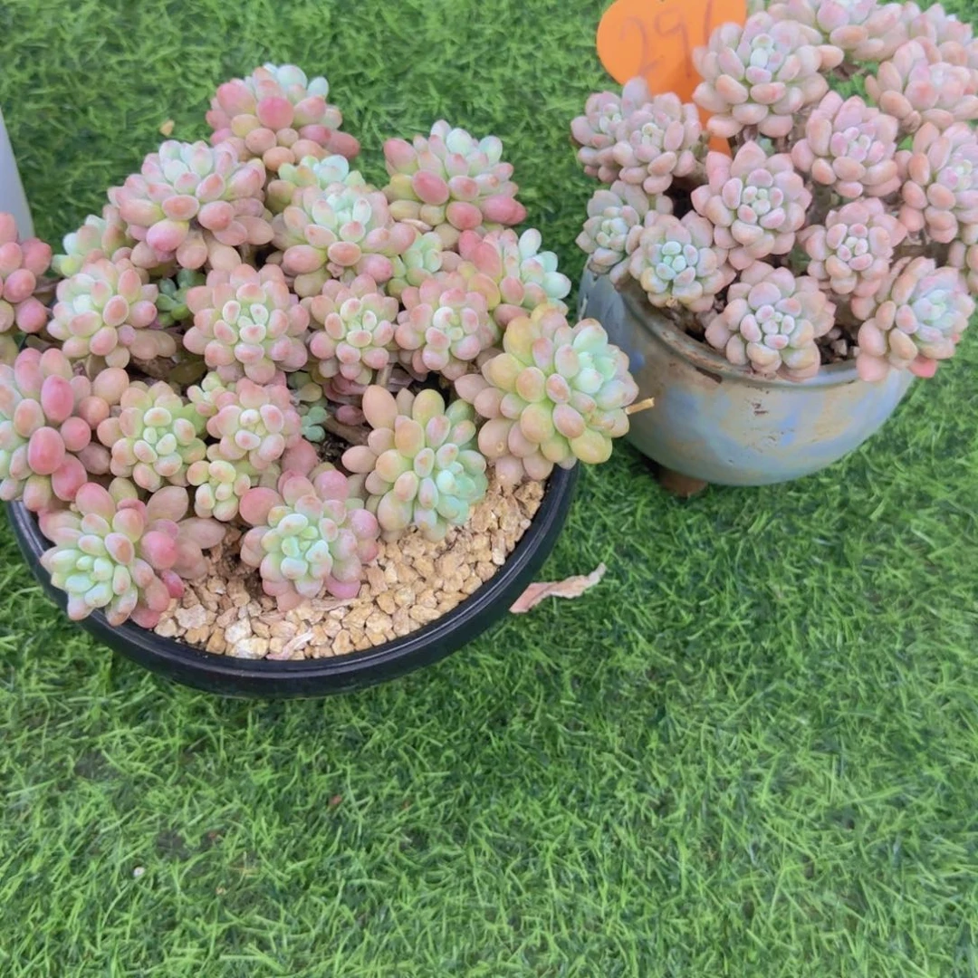 *****291多肉植物一物一拍